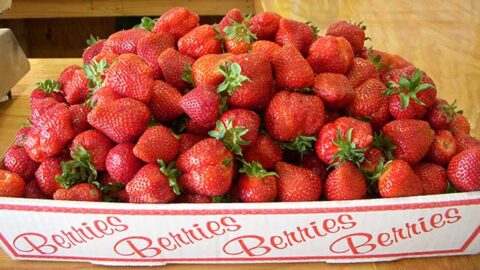 Pick your own strawberries in Crozet Virginia