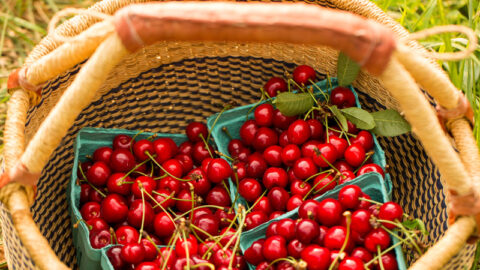 Basket of sweet cherries in Afton VA