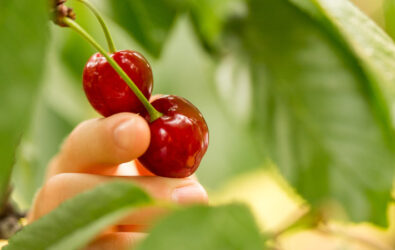 Pick your own cherries at Spring Valley Orchard