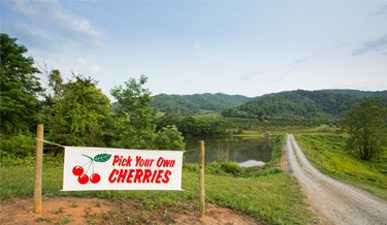 Pick Your Own Cherries at Spring Valley Orchard in Virginia