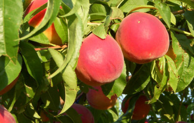 Peaches ripe on tree