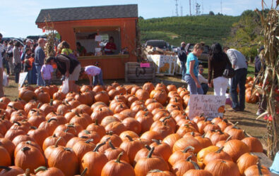 Ready-picked Pumpkin patch at Carter Mountain Orchard