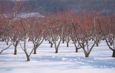 Peach trees in the snow at Chiles