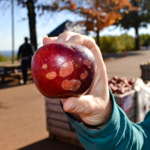 Apple Affected by Hail