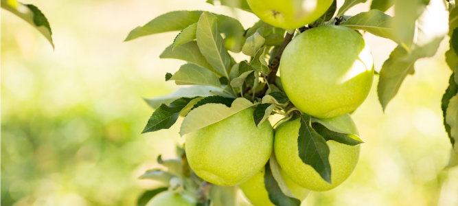 pick your own apples at Carter Mountain Orchard in Charlottesville, Virginia