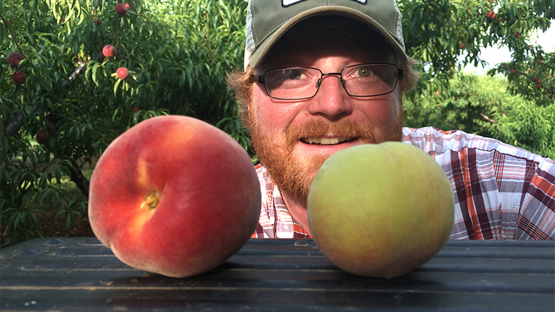 Henry Chiles shows ripe vs unripe peaches