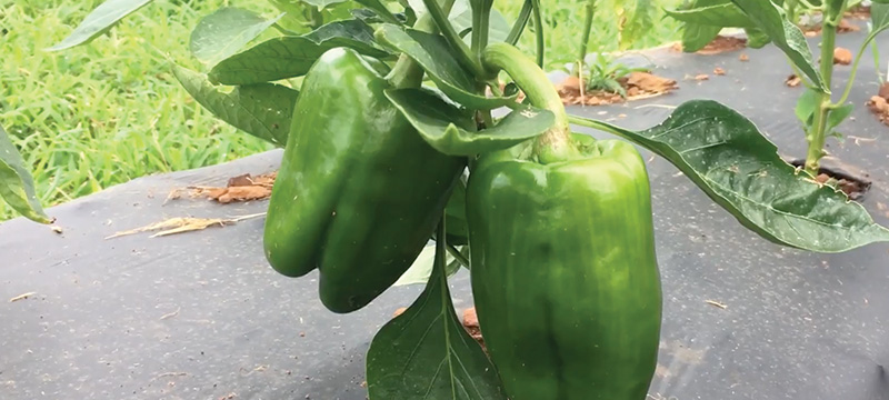 Bell Pepper plant