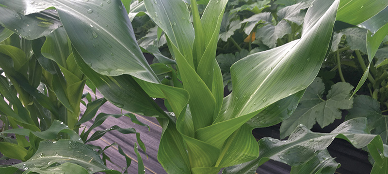 Sweet corn plant