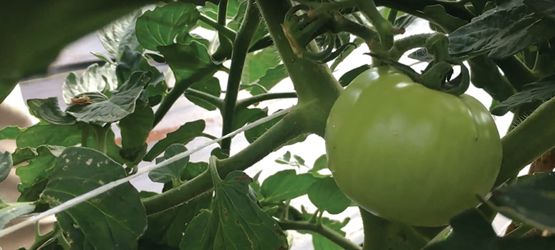 Tomato plant