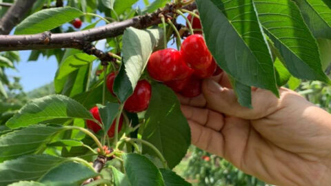 Pick your own sweet cherries at Spring Valley Orchard