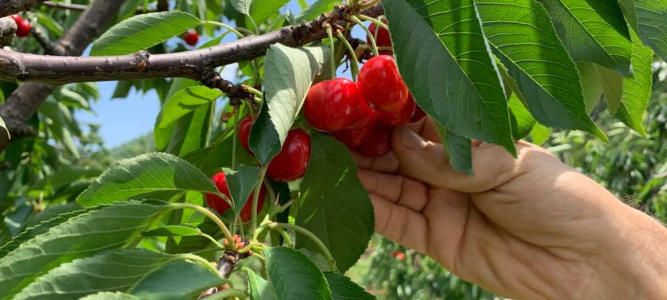 Pick your own sweet cherries at Spring Valley Orchard