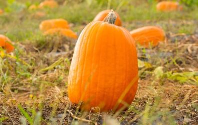 Pick your own pumpkin patch at Chiles Peach Orchard