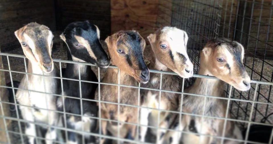 Baby goats from Clover Top Creamery