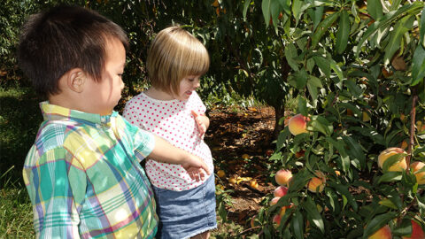 Toddlers pointing at ripe peaches on a tree