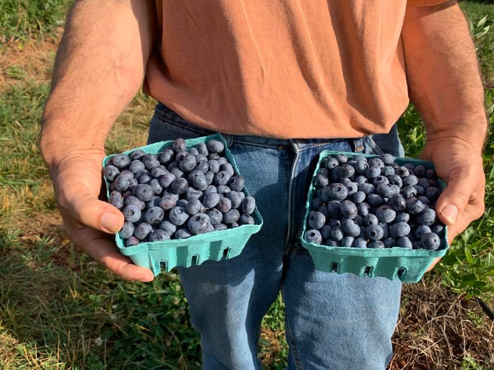 Person holding two cartons of blueberries at Chiles Peach Orchard